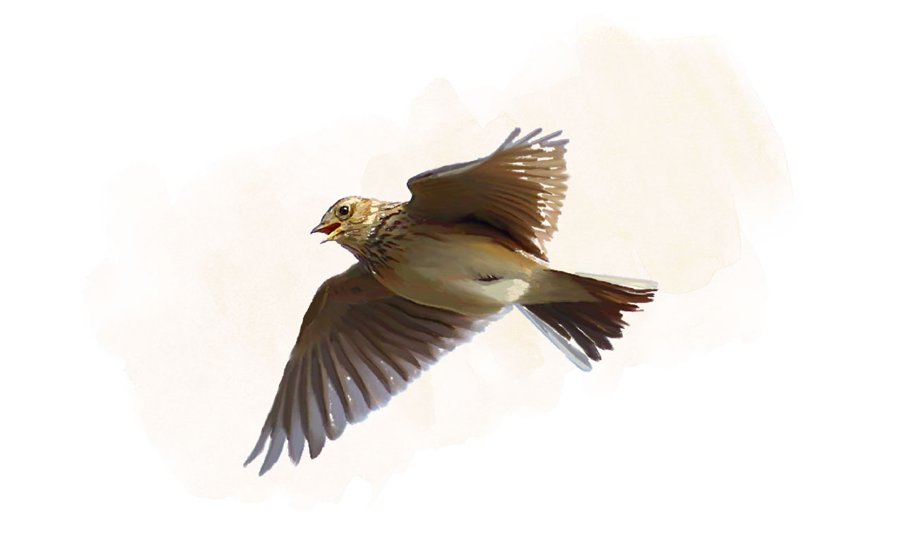 Painting of a Eurasian Lark bird